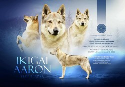 Českoslovenký vlčák s PP TOP prac.spojení