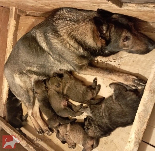 Německý ovčák štěnata s pp