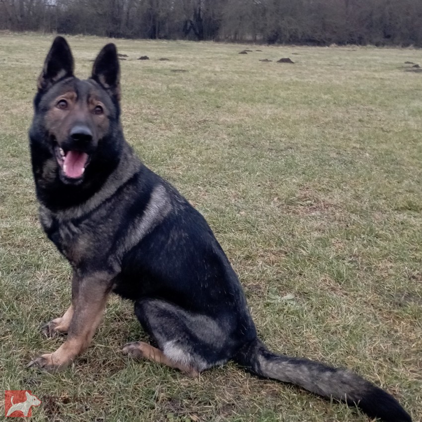 Německý ovčák štěnata s pp