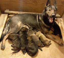Německý ovčák štěnata s pp