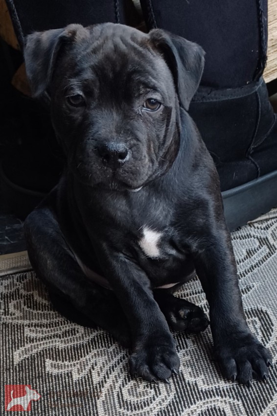 Pejsek- STAFFORDSHIERE BULL  TERRIER s PP z perspektivního spojení s Ambassador Sun.