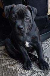 Pejsek- STAFFORDSHIERE BULL  TERRIER s PP z perspektivního spojení s Ambassador Sun.