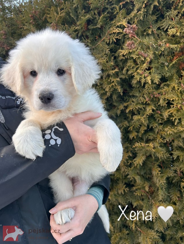 Slovenský čuvač - štěňátka s PP