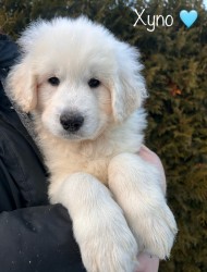 Inzerce psů Slovenský čuvač - štěňátka s PP