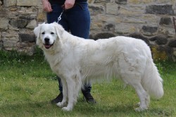 Slovenský čuvač - štěňátka s PP