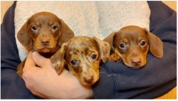 Inzerce psů Jezevčík hladkosrstý trpasličí