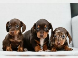 Inzerce psů 11 týdnů starý Štěňata jezevčíka