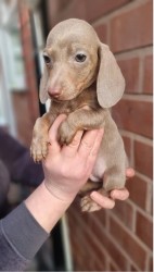 Inzerce psů Jezevčík štěňátka s PP k odběru.