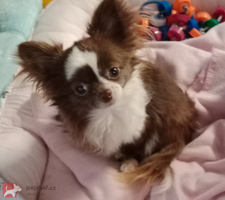 Čivava - MINI fenky