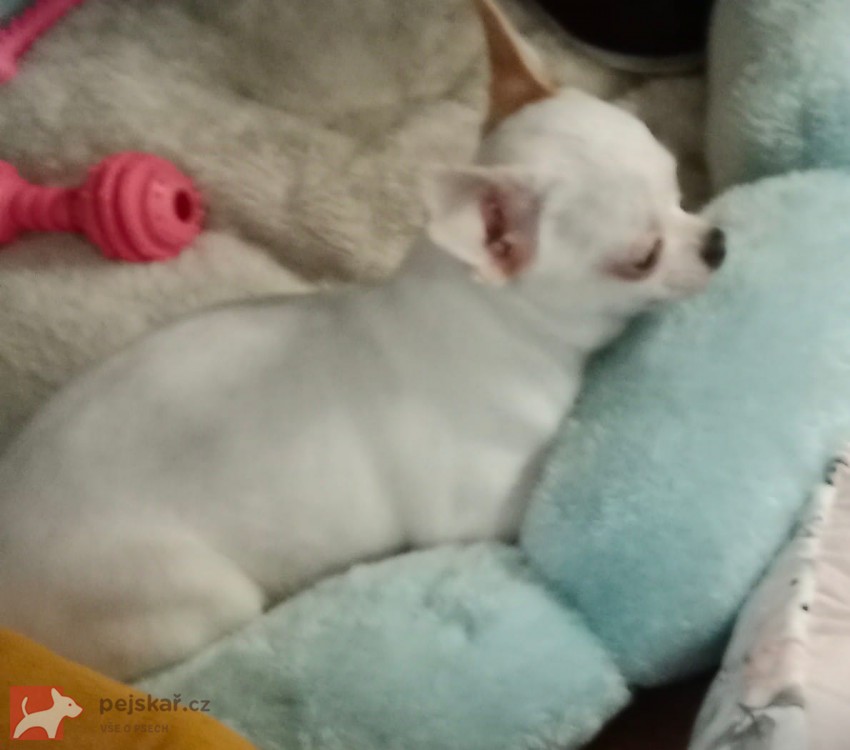 Čivava - MINI fenky