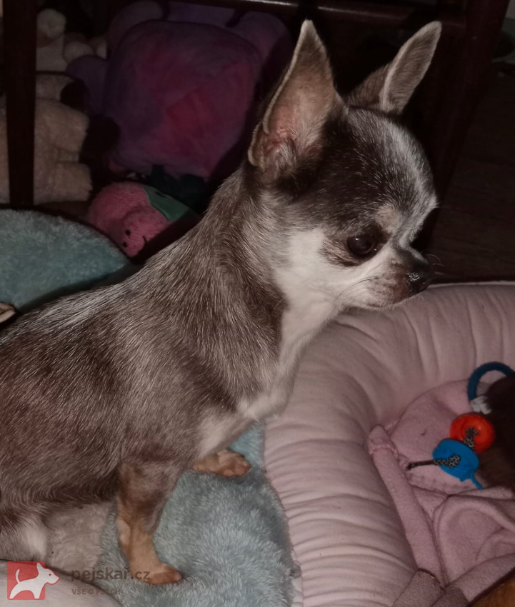 Čivava - MINI fenky