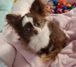 Inzerce psů Čivava - MINI fenky