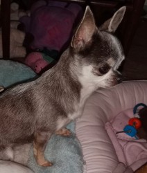 Čivava - MINI fenky