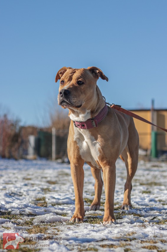 Darujeme opuštěnou fenu AST