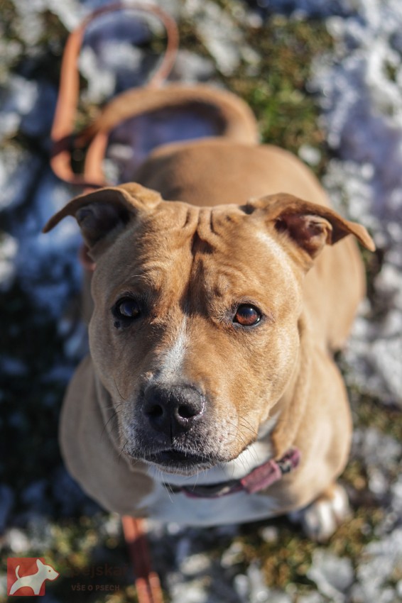 Darujeme opuštěnou fenu AST