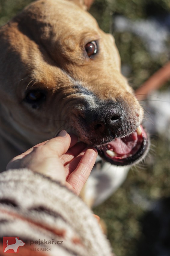 Darujeme opuštěnou fenu AST