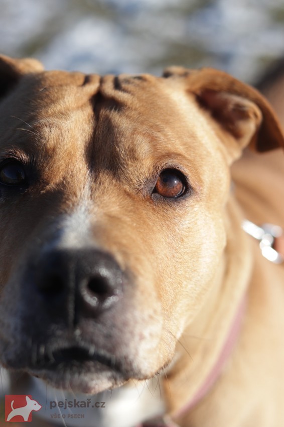 Darujeme opuštěnou fenu AST