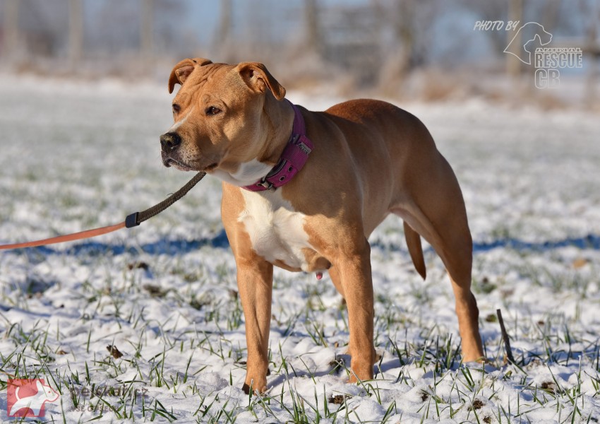 Darujeme opuštěnou fenu AST