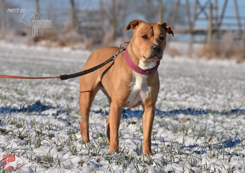 Darujeme opuštěnou fenu AST