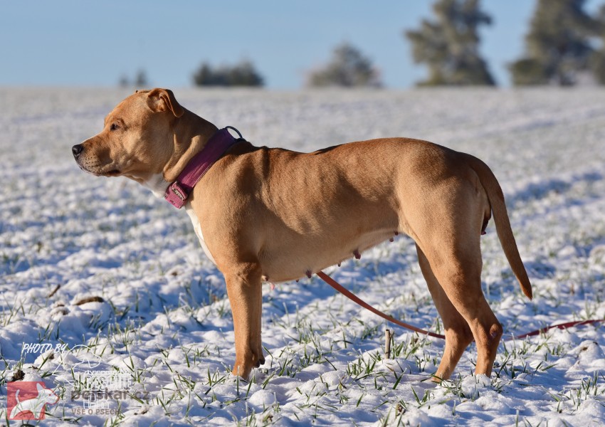 Darujeme opuštěnou fenu AST
