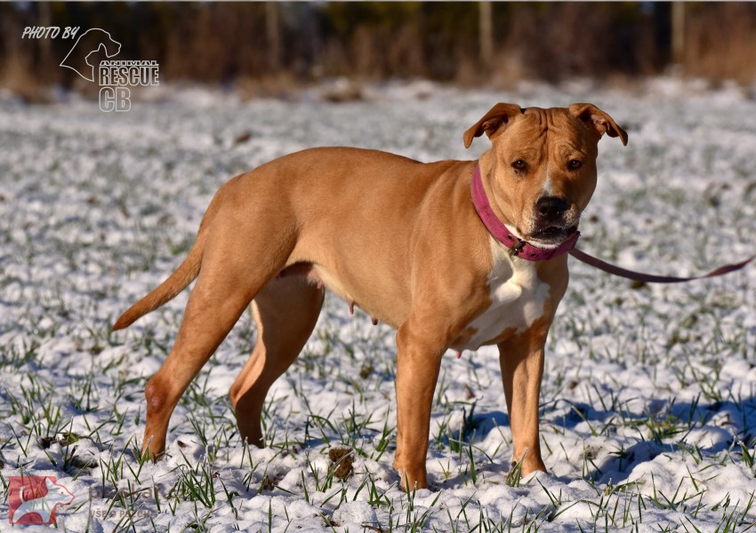 Darujeme opuštěnou fenu AST