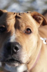 Darujeme opuštěnou fenu AST