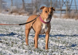 Darujeme opuštěnou fenu AST