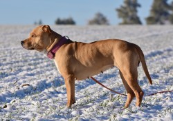 Darujeme opuštěnou fenu AST