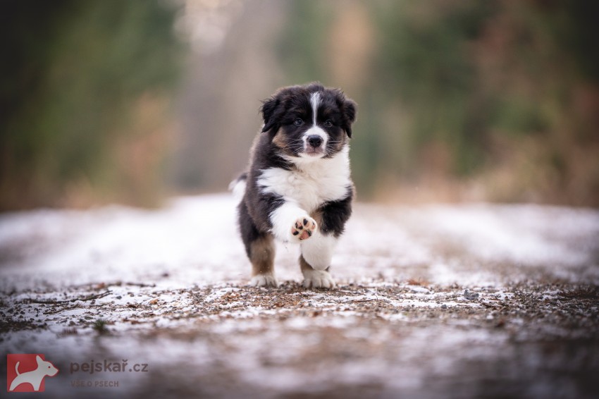Australský ovčák - štěně s PP