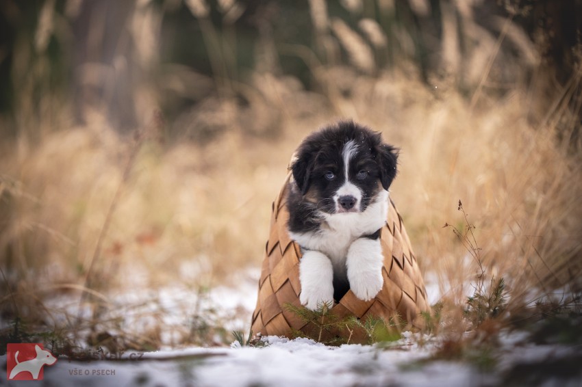 Australský ovčák - štěně s PP