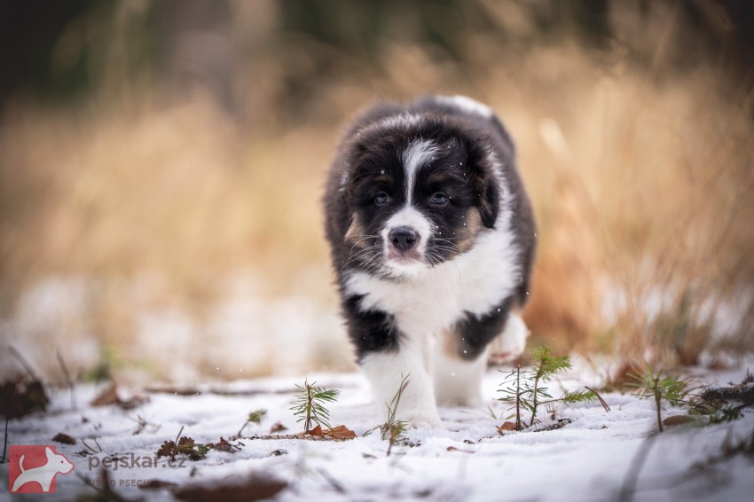 Australský ovčák - štěně s PP