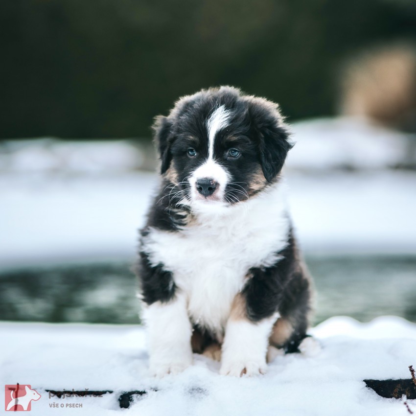 Australský ovčák - štěně s PP