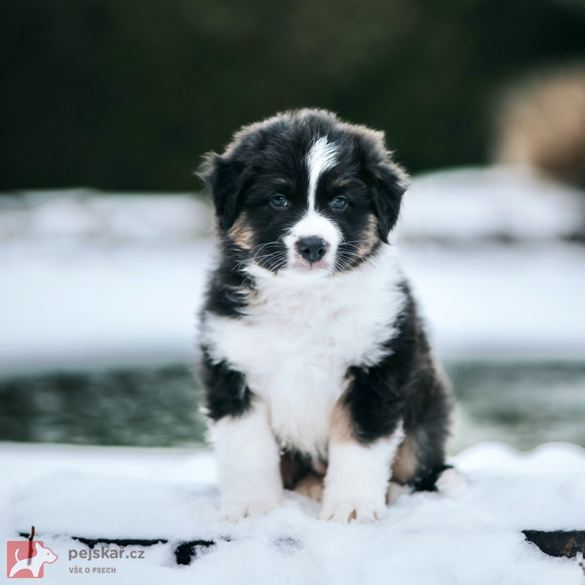 Australský ovčák - štěně s PP