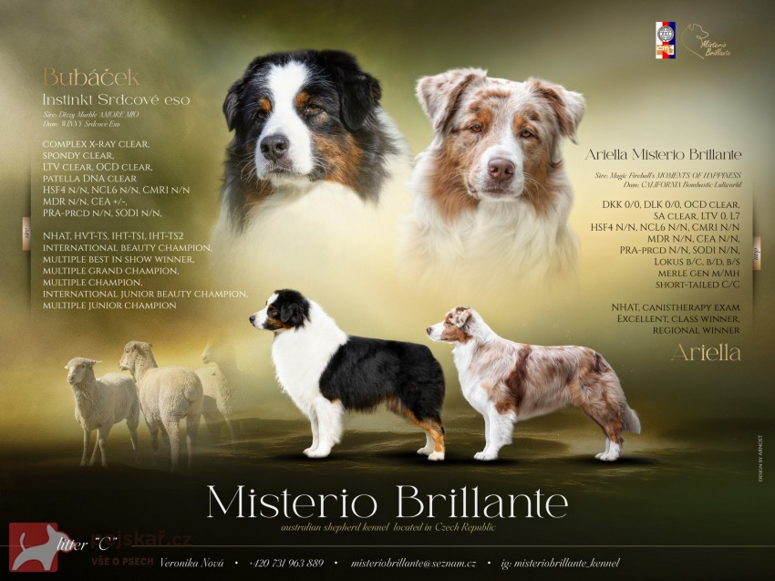 Australský ovčák - štěně s PP