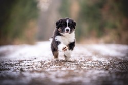 Inzerce psů Australský ovčák - štěně s PP