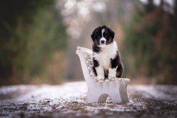 Australský ovčák - štěně s PP