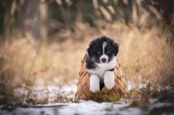 Australský ovčák - štěně s PP