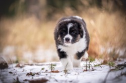 Australský ovčák - štěně s PP