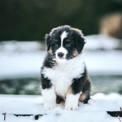 Australský ovčák - štěně s PP