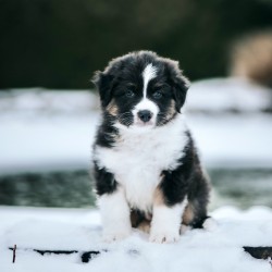 Australský ovčák - štěně s PP