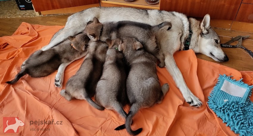 Československý vlčák s rodokmenem TOP spojení