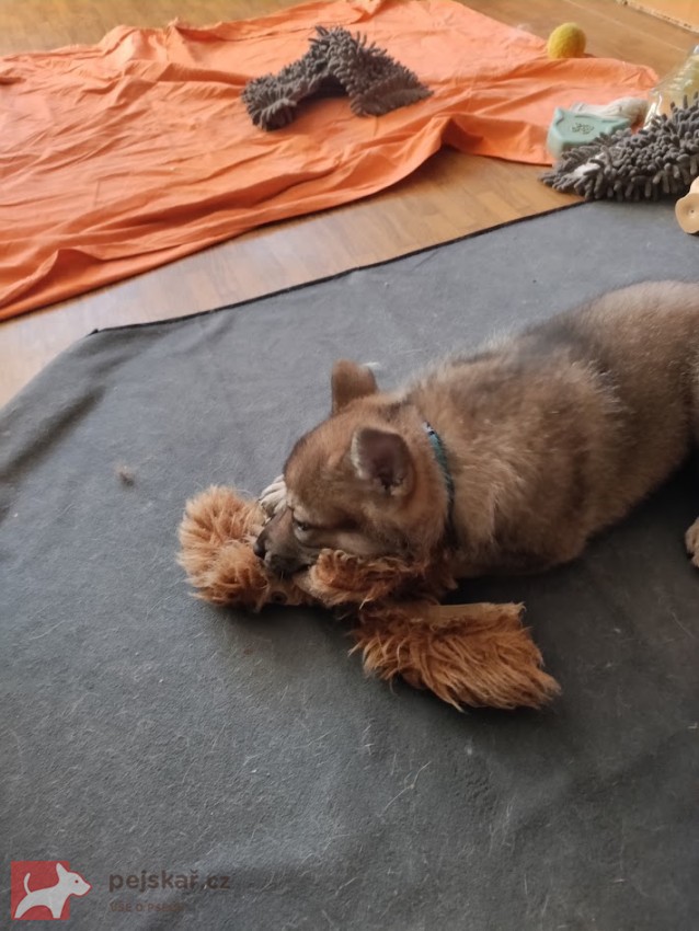 Československý vlčák s rodokmenem TOP spojení