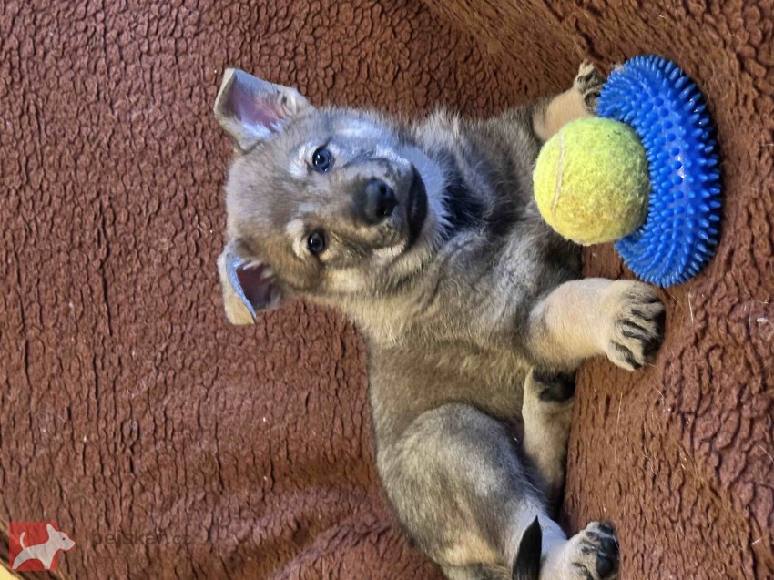 Československý vlčák s rodokmenem TOP spojení