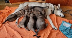 Inzerce psů Československý vlčák s rodokmenem TOP spojení