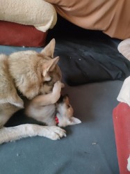 Československý vlčák s rodokmenem TOP spojení