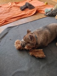 Československý vlčák s rodokmenem TOP spojení