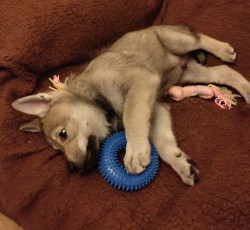 Československý vlčák s rodokmenem TOP spojení