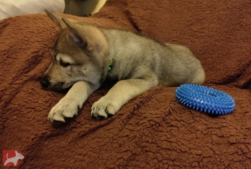 Československý vlčák s rodokmenem TOP spojení