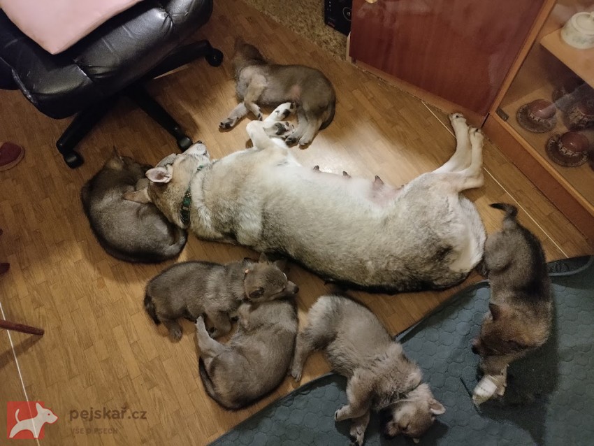 Československý vlčák s rodokmenem TOP spojení