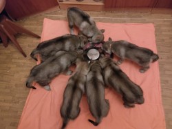 Československý vlčák s rodokmenem TOP spojení